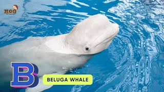 ABC Sea Animals song | Alphabets Kids song | Learn Alphabets, English and Animals for Kids #abcd