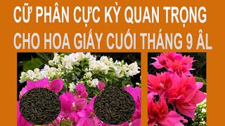 Cữ phân rất quan trọng cho hoa giấy cuối tháng 9 âm lịch.