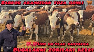 SARDOR AKAMIZDAN 💯💯TOZA QINLI BUQALAR UZB BOʻYLAB DASTAFKA BOR HAMADAN ARZONI MENDA 🫵💯⚡️