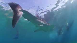 ジンベイザメVol3　セブ島　オスロブ　ダイビング Whale Shark,Cebu Oslob,Diving.