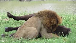 IMPRESIONANTE León macho caza a un enorme Búfalo de 400kg solo HD