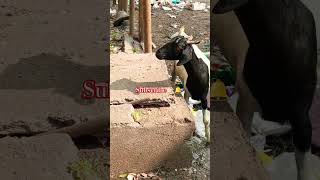 😅🤣நம்ம எது பண்ணாலும் இந்த உலகம் உடனே நம்மள உத்து பாக்கனும் #circustime #funny #dog #animallover