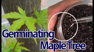 # 단풍나무 발아시키기 1편 Germinating maple trees