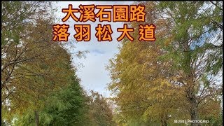 ［陽光賞花秘境專輯］- 2 大溪石園路落羽松大道