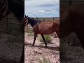 Baby Horse follows Mom 😍🤠❤️# shorts #horses  #equestrian