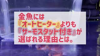 『オートヒーター』か『サーモスタット付き』どちらを選ぶ？？メチレンブルーの代わりにも！【金魚】