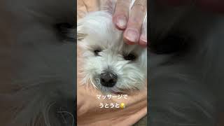 Dog dozing off with a massage w #shorts #maltese