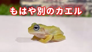 カエルの色の変化がすごすぎる      Color-changing frogs and toads