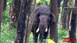 டாப்ஸ்லிப் பற்றி ஒரு தொகுப்பு