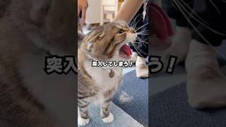 大嫌いなブラッシングvsちゅ〜るの結末がコレ🤣🤣🤣 #猫 #ちゅーる #おもしろ