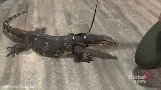 Reptile explosively poops on camera live on news