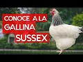 Gallina Sussex 🐔 Una raza pesada de plumaje hermoso