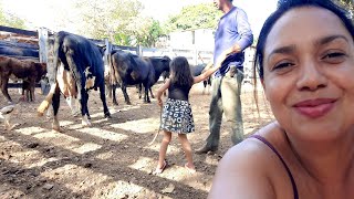 COMPRAMOS AS PRIMEIRAS VACAS AQUI EM GOIÁS| NeusaPop vlog NA ROÇA