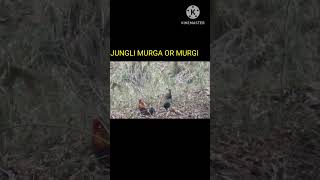 #jungali murga or murgi #forest #save wild animals