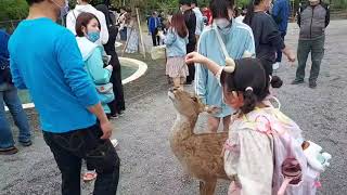 宜蘭斑比山丘｜餵動物景點｜來找小鹿斑比