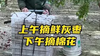 老张和老田上午在枣园采摘鲜灰枣，下午在棉田采摘棉花，忙碌一天 鲜灰枣的采摘已经接近尾声，还能继续采摘五天左右的时间，随着十月的到来，家里的棉花也面临着丰收，老张和老田每天上午八点来枣园摘枣，下午八点