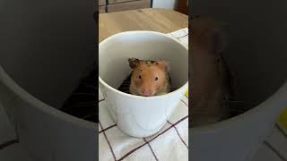 Hamster Dursun için toprak havuzunda spa 🧖 #spa #hamster #shortsyoutube