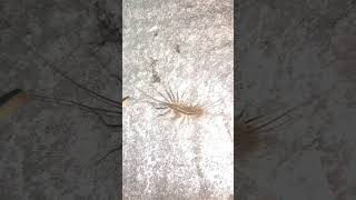 @@     house centipede 4 - Scutigera coleoptrata