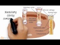 skeletal system endochondral ossification v2.0