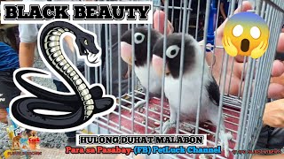 LOVEBIRDS UPDATE SA HULONG DUHAT MALABON PET MARKET