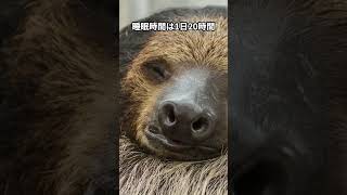 ナマケモノの生活が過酷すぎる… #shorts