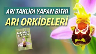 Arı Taklidi Yapan Bitki: ARI ORKİDELERİ