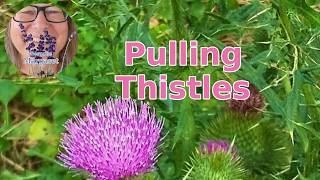 63 Thistles