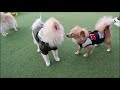 【ポメラニアン子犬】初ドッグランin愛犬ヴィレッジ 21