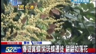 中天新聞》春遊賞蝶！紫斑蝶遷徙 翩翩如落花