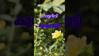 കുറുന്തോട്ടിയുടെ ഔഷധ ഗുണം #നാട്ടറിവ് #youtubeshorts#