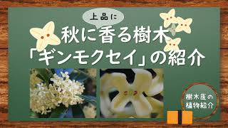 秋に上品に香る樹木【ギンモクセイ】の紹介　#植物 #gardening #樹木医