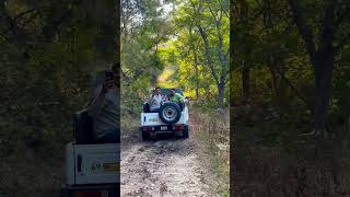 BHEEL BERI JUNGLE 😍 #explore #jeep #forest #jungle #bheelberi