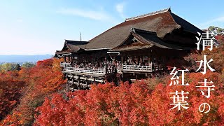 《京都賞楓》清水寺紅葉