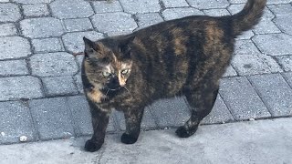 Plump tortie cat gives me a sniff and walks away with sass