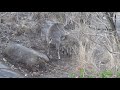 Two rarely seen animals in the wild, a red duiker and a grey duiker lamb.