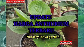 REVIEW UPDATE HARGA ANTHURIUM INOVA GARDEN