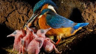 KingFisher Bird Feeding Baby