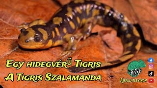 TIGRIS SZALAMANDRA A TERRÁRIUMBAN .