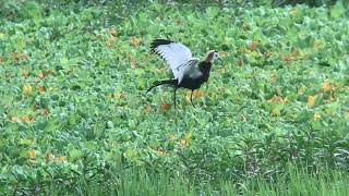 20190705美濃湖水雉棲地D公鳥似乎第一時間發現蛋不見了