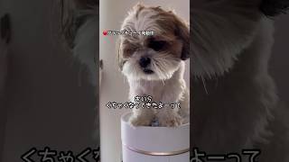 【ブラックチューイ】発動ちまちた😅〜チューイ家の日常〜#シーズー #shihtzu #dog#鼻ぺちゃ犬#かわいい犬 #犬のいる生活