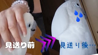 ママさんをお見送りするタイハクオウムのその後が面白かった