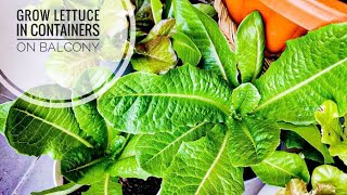 Grow Lettuce in Containers on Balcony / ปลูกผักสลัดบนระเบียงคอนโดในเมือง