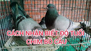 MẸO HAY GIÚP PHÂN BIỆT TUỔI THẬT CỦA CHIM BỒ CÂU