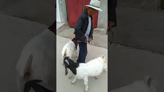 good enjoy short morning goats village life 615