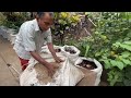 ചന്ദ്രേട്ടന്റെ മണ്ണില്ലാതെയുള്ള ചേന കൃഷി elephant yam cultivation without soil ജൈവകൃഷി