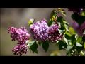 hd lilacs at the arnold arboretum 2010