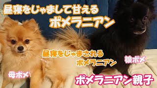 可愛く甘えるポメラニアンひな💖今日のひなはキレません💕代わりにゆずが・・・💧何だかキレる動画の方が視聴回数多いような・・・💦