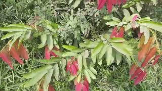 Diospyros malabarica - Gaub - Gaab Tree - Amazing Farm - Brigadier Ka Bagh