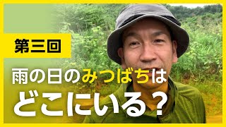 【第三回】間違いだらけのはちみつ選び【雨の日のみつばちはどこにいる？】