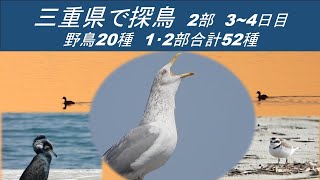 三重県で探鳥　2部　3~4日目　野鳥20種　１部＋2部野鳥合計52種